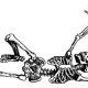 Bone Skeleton