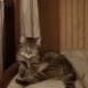 poem-kitty-cat-cartoon