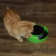 poem-kitty-cat-cartoon