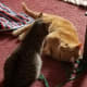 poem-kitty-cat-cartoon