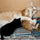 my-mother-rescues-angie-the-cat