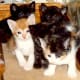 Angie's five kittens