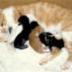 Angie nursing her kittens