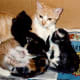 The new little family