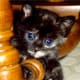 Cute kitten having fun!