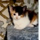 Kitten on top of the climbing tower - I'm the king of the mountain!