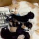 Angie and her kittens