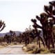 The road through a grove of Joshua Trees in the Joshua Tree National Park