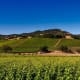 Vineyards in Napa Valley