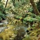 The Redwood Creek in Muir Woods National Monument near San Francisco