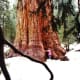Giant sequoia tree as seen in Sequoia and Kings Canyon National Parks