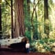 Redwoods National Park