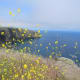 Channel Islands National Park