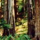 Muir Woods National Monument