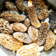 Morels store well in a bowl of salt water in the refrigerator.