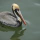 Pelican