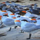 vacationing-in-florida-the-sunshine-state-florida-attractions
