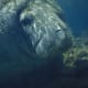 You can see manatees here!