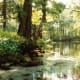See fantastic scenery at Silver Springs. No wonder Tarzan movies were filmed here!