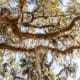 Spanish Moss