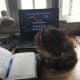 Computer Cat
