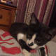 Nike as a tiny kitten