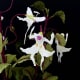 strange-but-real-plants
