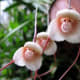 strange-but-real-plants