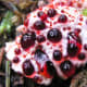 strange-but-real-plants