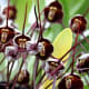 strange-but-real-plants
