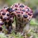 strange-but-real-plants