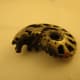 Pyritized Ammonite