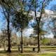 View of the park