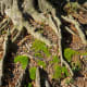 Moss growing near tree roots