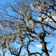 Trees and Spanish moss with a brilliant blue sky ceiling overhead