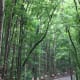 Mahogany Forest, one of the tourist attractions in Bohol.