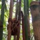 The best Tarsier photo my niece Girlie Grace has taken at the Sanctuary.