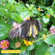 It was an amazing experience observing the butterfly enjoying the nectars of the lantana camara flowers in the Habitat.