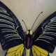 One of the exhibited butterflies in the Habitat.