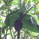 Tarsier resting in his place.
