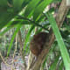 A quiet Tarsier in the Sanctuary.