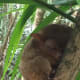 Philippines Tarsier in Bohol.