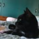Toothless