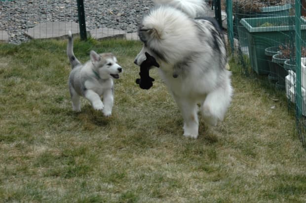 Tips on Bringing Home a Malamute Puppy (Based on My Experience) photo