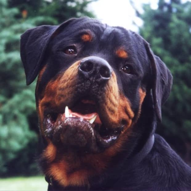 are rottweilers good with babies