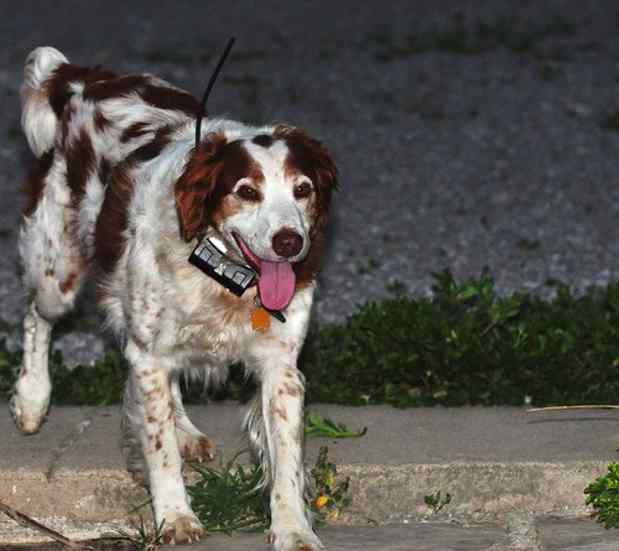 roameo pet monitor system