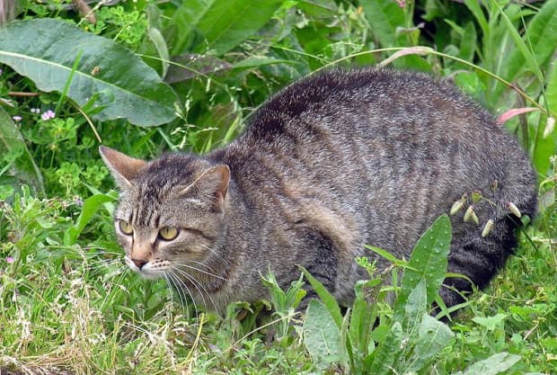 How Do I Keep Cats Out Of My Yard And, What Can I Put Around My Garden To Keep Cats Out Of Yards