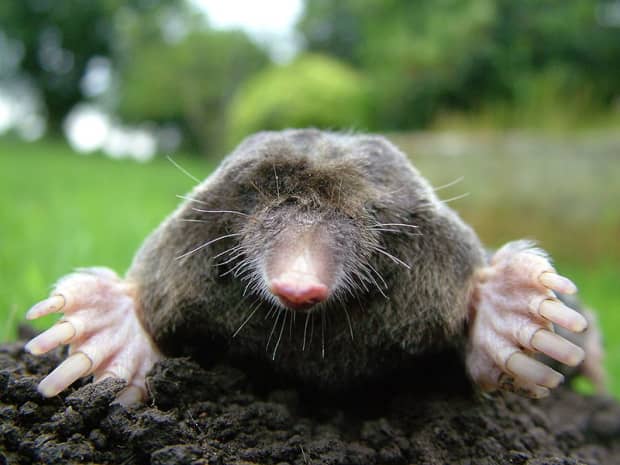 Moles In Your Yard And Garden, Baby Mole In My Basement