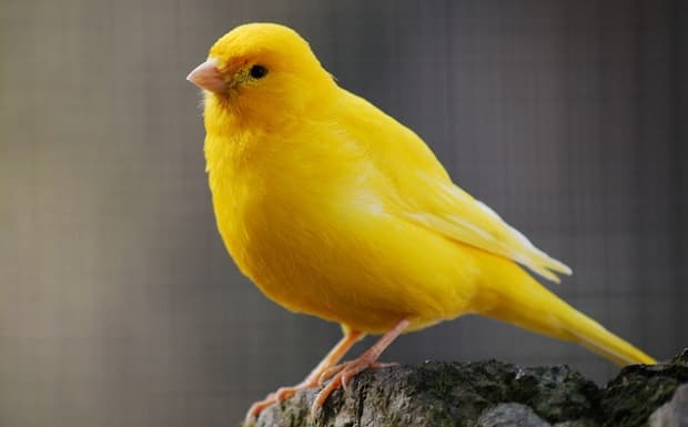 Brand New Cloth Badge of a Canary Bird