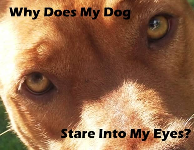 why do dogs look into your eyes